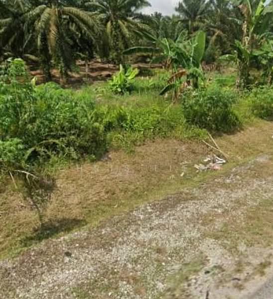 Tanah Pertanian untuk Dijual di Pontian (Johor) - Chris Liew - Exterior - PropertyGuru.com.my