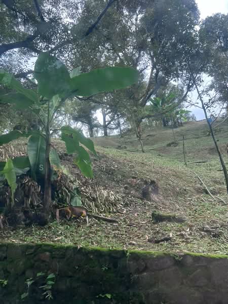Tanah Pertanian untuk Dijual di Bandar Raub Perdana (Raub) - Sia Yiik Luk - PropertyGuru.com.my