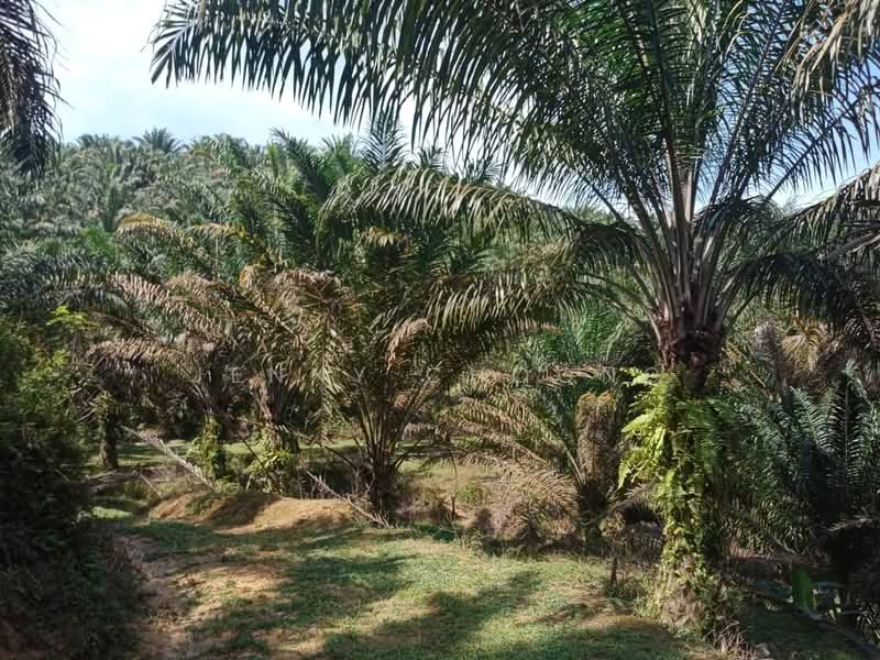 Agricultural Land for Sale in Kampar (Perak) - Jenny Choong - Exterior - PropertyGuru.com.my