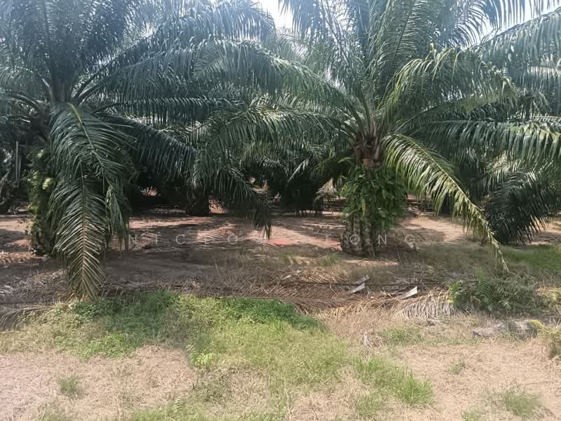 Agricultural Land for Sale in Kampung Larut Tih (Taiping) - Niclos Leong - PropertyGuru.com.my
