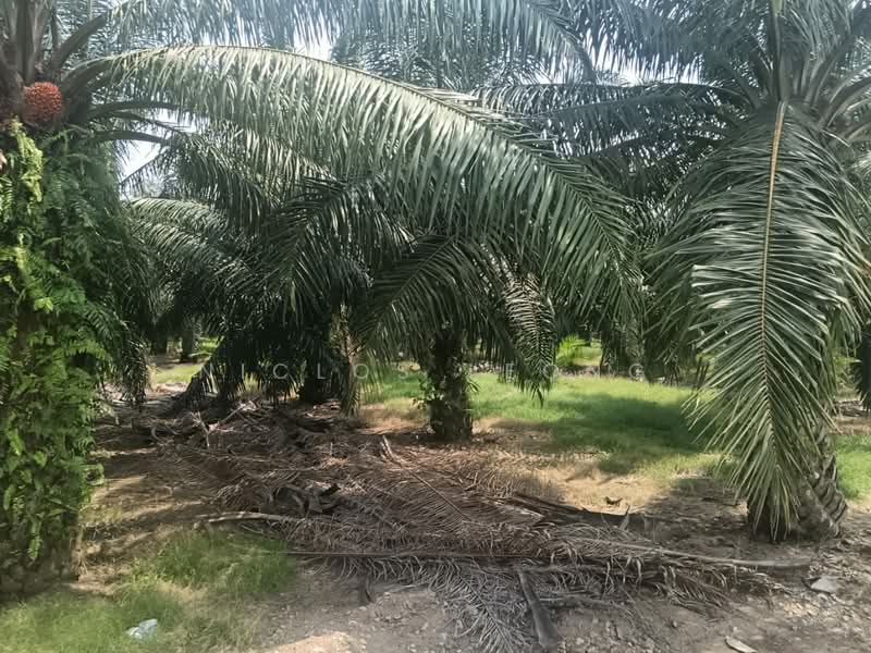 Agricultural Land for Sale in Kampung Larut Tih (Taiping) - Niclos Leong - PropertyGuru.com.my