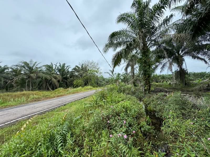 Tanah Pertanian untuk Dijual di Kampung Parit Jelutong Darat (Ayer Baloi) - Jessie Tan - Exterior - PropertyGuru.com.my
