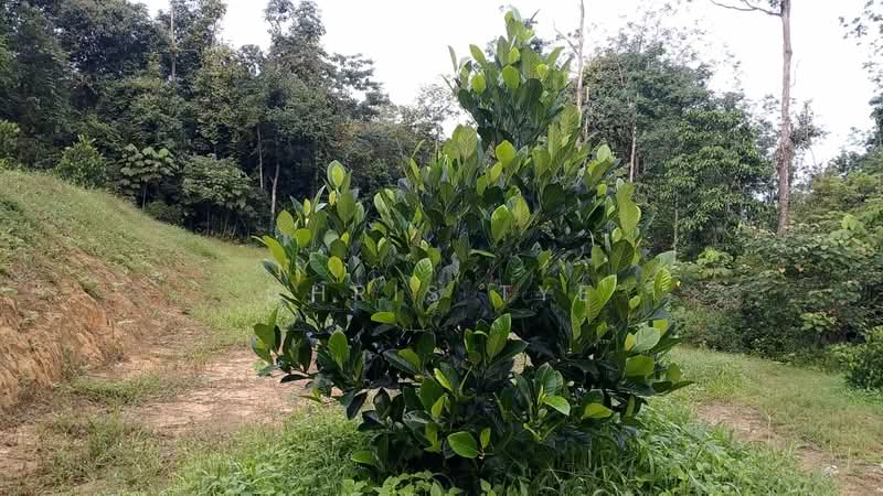 Tanah Pertanian untuk Dijual di Tanjung Malim (Tanjung Malim) - Chris Tye - Garden - PropertyGuru.com.my