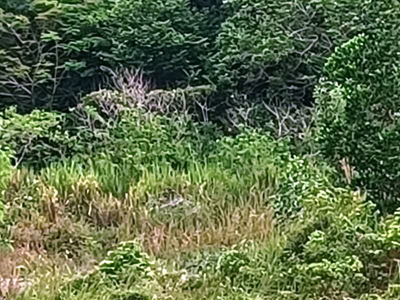Industrial Land for Sale in Bandar Baru Sungai Buloh (Sungai Buloh) - Y.L. Yong - Exterior - PropertyGuru.com.my