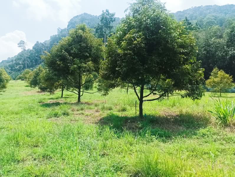Tanah Pertanian untuk Dijual di Kampung Hulu Gali (Gali) - Chin SH - PropertyGuru.com.my
