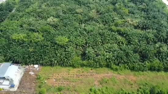 Agricultural Land for Sale in Kampung Seri Cheeding (Tanjong Duabelas) - Nik Hazizullah - PropertyGuru.com.my