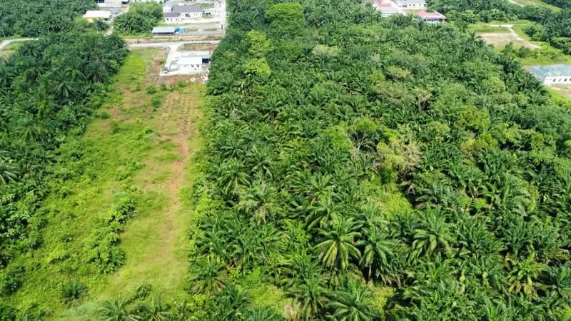 Agricultural Land for Sale in Kampung Seri Cheeding (Tanjong Duabelas) - Nik Hazizullah - PropertyGuru.com.my