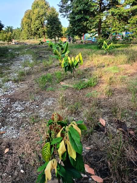 Agricultural Land for Sale in Tapah Road (Perak) - Fennie Tee - Plantation - PropertyGuru.com.my