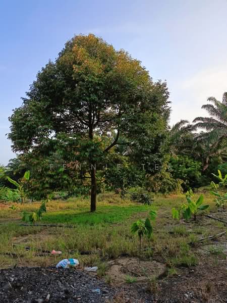 Agricultural Land for Sale in Tapah Road (Perak) - Fennie Tee - Plantation - PropertyGuru.com.my