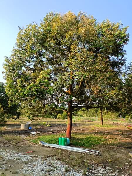 Agricultural Land for Sale in Tapah Road (Perak) - Fennie Tee - Plantation - PropertyGuru.com.my