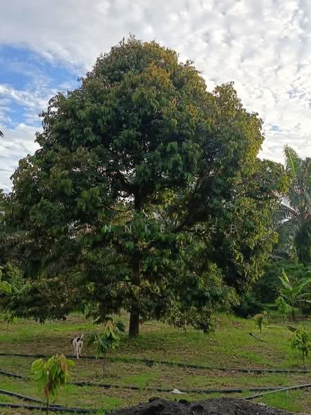 Agricultural Land for Sale in Tapah Road (Perak) - Fennie Tee - Plantation - PropertyGuru.com.my