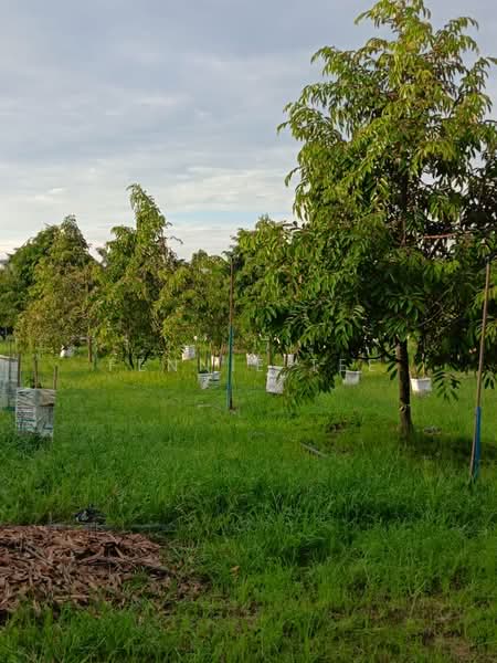 Agricultural Land for Sale in Tapah Road (Perak) - Fennie Tee - Plantation - PropertyGuru.com.my