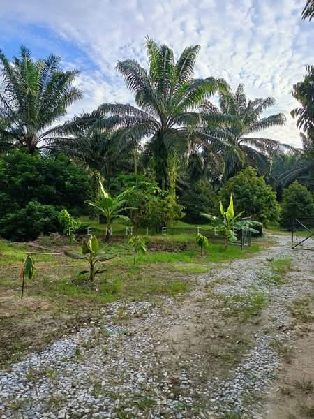 Agricultural Land for Sale in Tapah Road (Perak) - Fennie Tee - Plantation - PropertyGuru.com.my