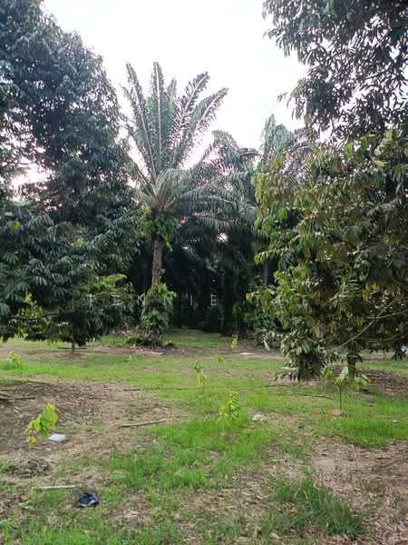 Agricultural Land for Sale in Tapah Road (Perak) - Fennie Tee - Plantation - PropertyGuru.com.my