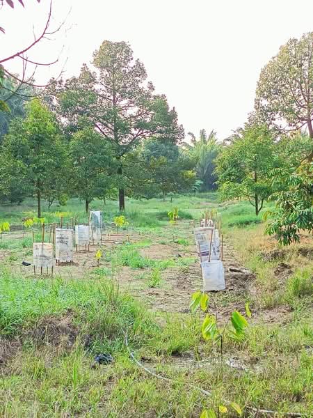 Agricultural Land for Sale in Tapah Road (Perak) - Fennie Tee - Exterior - PropertyGuru.com.my