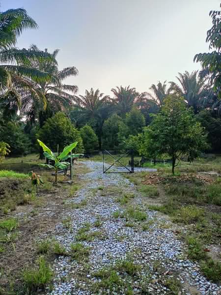 Agricultural Land for Sale in Tapah Road (Perak) - Fennie Tee - Garden - PropertyGuru.com.my