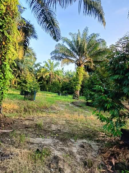 Agricultural Land for Sale in Tapah Road (Perak) - Fennie Tee - Garden - PropertyGuru.com.my