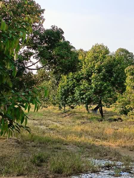 Agricultural Land for Sale in Tapah Road (Perak) - Fennie Tee - Garden - PropertyGuru.com.my