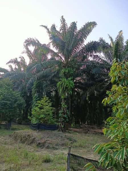 Agricultural Land for Sale in Tapah Road (Perak) - Fennie Tee - Garden - PropertyGuru.com.my