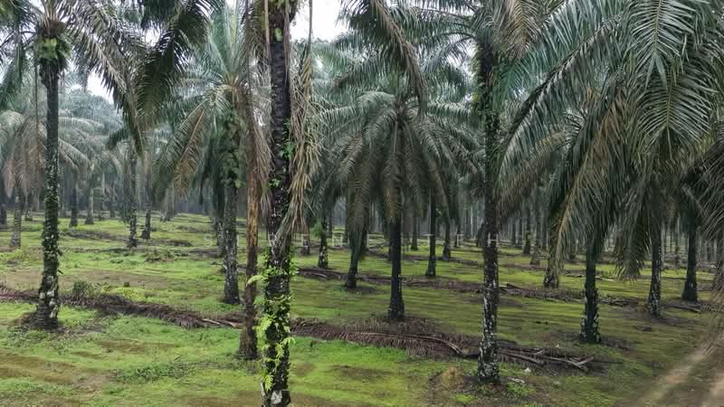 Tanah Pertanian untuk Dijual di Sedenak (Johor) - Serene Teh - Exterior - PropertyGuru.com.my