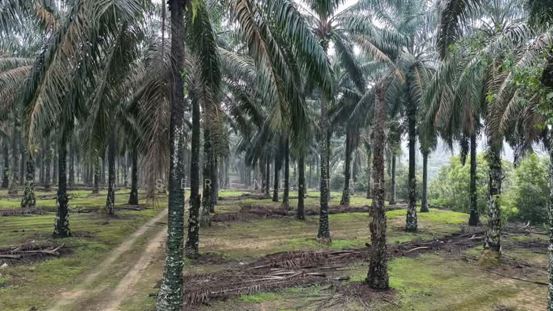 Tanah Pertanian untuk Dijual di Sedenak (Johor) - Serene Teh - Exterior - PropertyGuru.com.my
