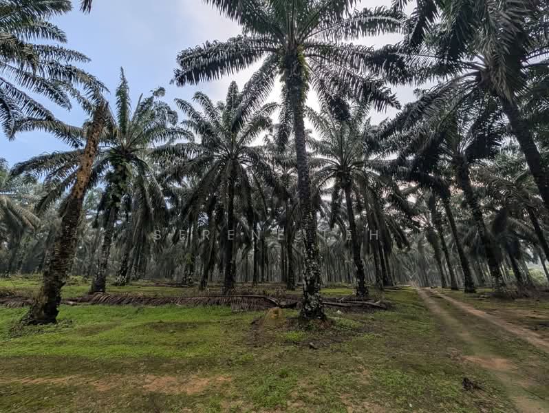 Tanah Pertanian untuk Dijual di Sedenak (Johor) - Serene Teh - Exterior - PropertyGuru.com.my