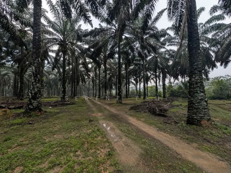 Tanah Pertanian untuk Dijual di Sedenak (Johor) - Serene Teh - Exterior - PropertyGuru.com.my