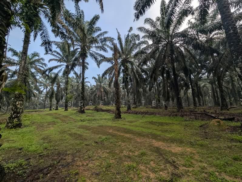 Tanah Pertanian untuk Dijual di Sedenak (Johor) - Serene Teh - Exterior - PropertyGuru.com.my
