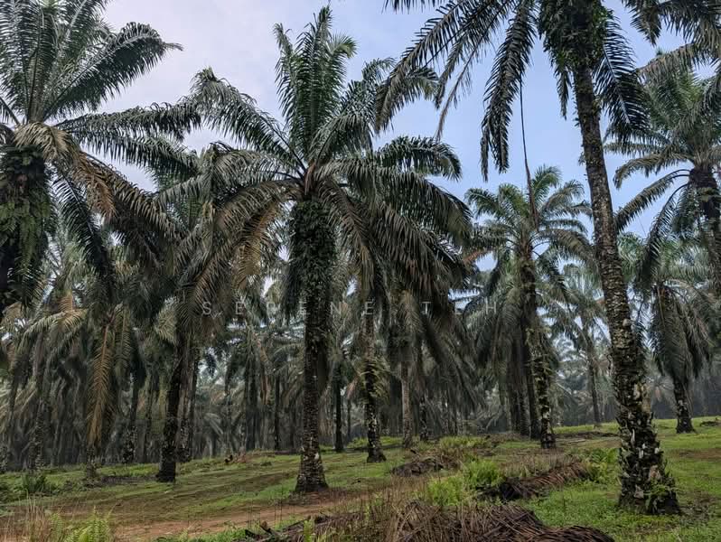Tanah Pertanian untuk Dijual di Sedenak (Johor) - Serene Teh - PropertyGuru.com.my