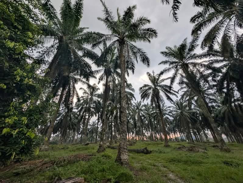 Tanah Pertanian untuk Dijual di Kulai (Johor) - Serene Teh - Exterior - PropertyGuru.com.my
