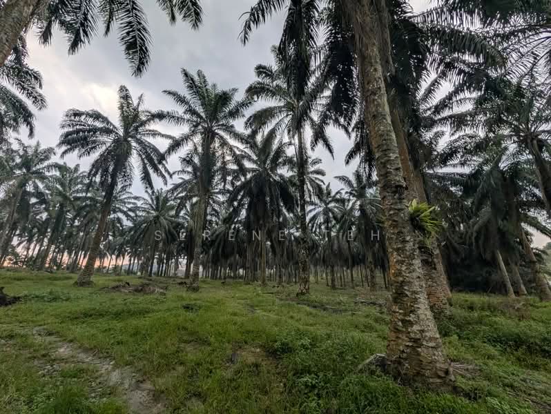 Tanah Pertanian untuk Dijual di Kulai (Johor) - Serene Teh - Exterior - PropertyGuru.com.my