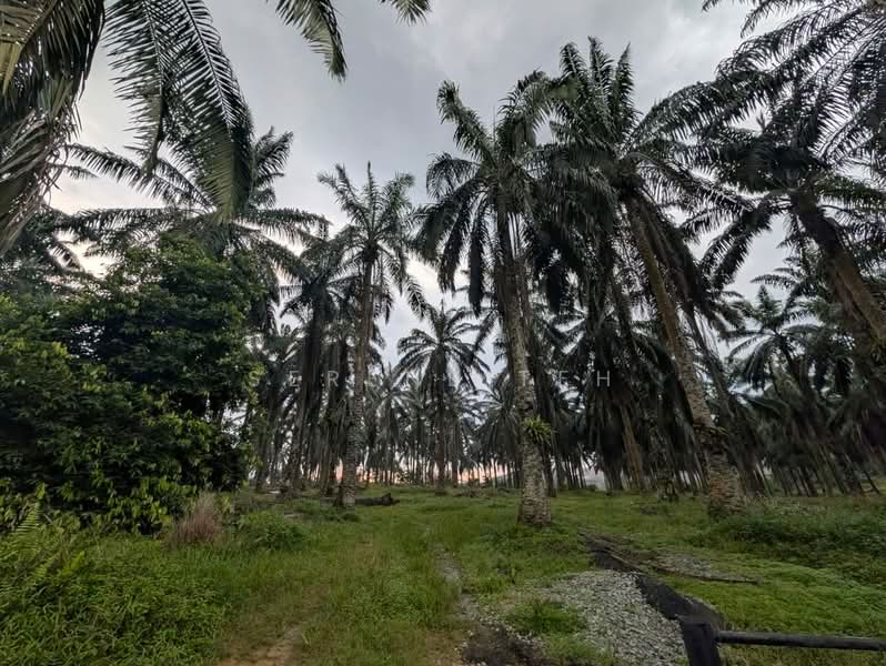 Tanah Pertanian untuk Dijual di Kulai (Johor) - Serene Teh - Exterior - PropertyGuru.com.my