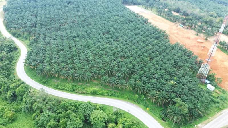 Tanah Pertanian untuk Dijual di Kota Tinggi (Johor) - Serene Teh - Exterior - PropertyGuru.com.my