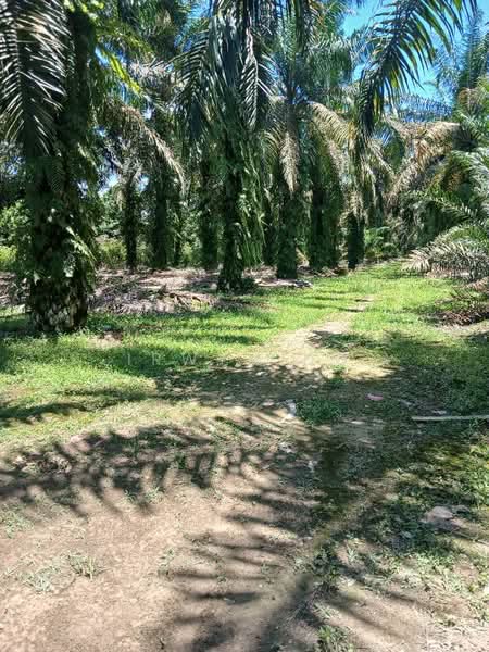 Agricultural Land for Sale in Pekan Nenas (Johor) - Irwyn Ng - PropertyGuru.com.my