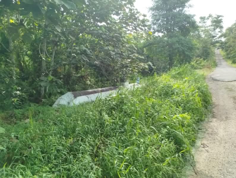 Agricultural Land for Sale in Pekan Nenas (Johor) - Alexius Lim - Exterior - PropertyGuru.com.my