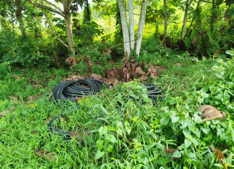 Agricultural Land for Sale in Pekan Nenas (Johor) - Alexius Lim - Garden - PropertyGuru.com.my