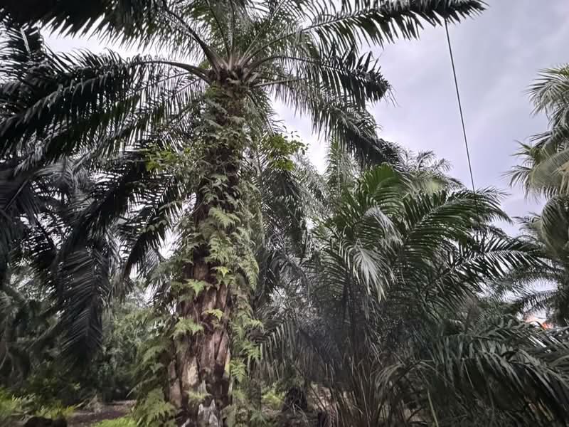 Tanah Pertanian untuk Dijual di Pontian (Johor) - Jessie Tan - Exterior - PropertyGuru.com.my