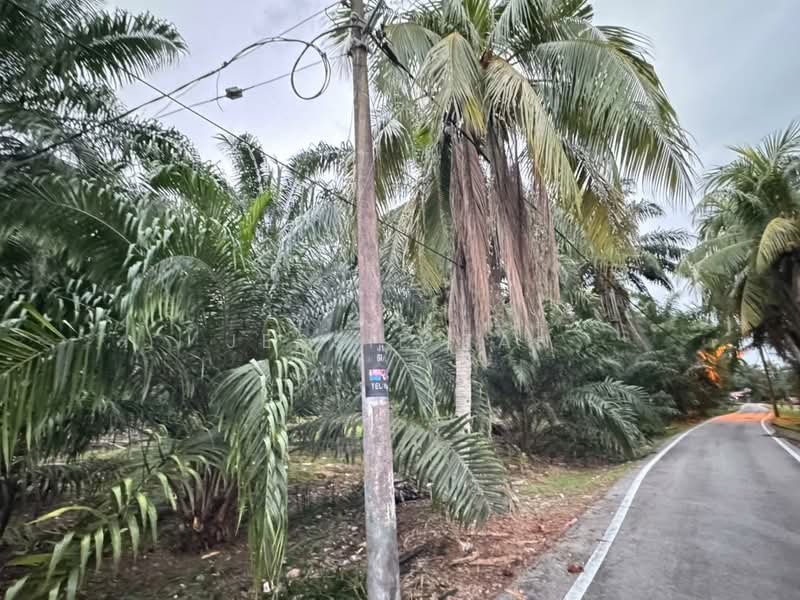 Tanah Pertanian untuk Dijual di Pontian (Johor) - Jessie Tan - Exterior - PropertyGuru.com.my