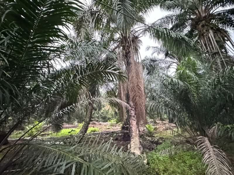 Tanah Pertanian untuk Dijual di Pontian (Johor) - Jessie Tan - Exterior - PropertyGuru.com.my