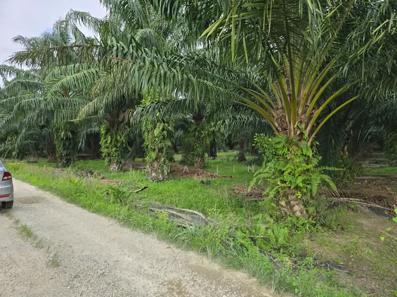 Agricultural Land for Rent in Telok Panglima Garang (Selangor) - Diana Ling - PropertyGuru.com.my
