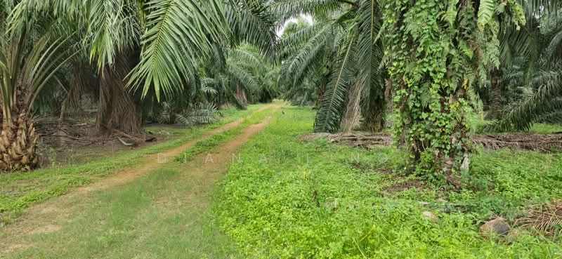 Agricultural Land for Rent in Telok Panglima Garang (Selangor) - Diana Ling - PropertyGuru.com.my
