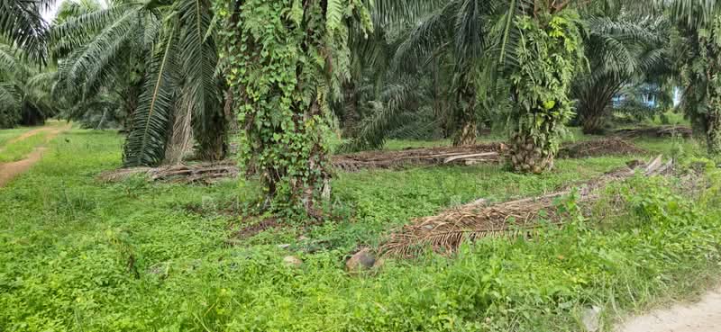 Agricultural Land for Rent in Telok Panglima Garang (Selangor) - Diana Ling - PropertyGuru.com.my