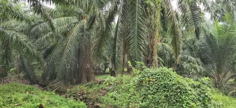 Agricultural Land for Rent in Telok Panglima Garang (Selangor) - Diana Ling - PropertyGuru.com.my