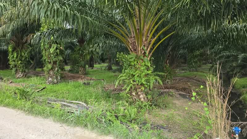 Agricultural Land for Rent in Telok Panglima Garang (Selangor) - Diana Ling - PropertyGuru.com.my