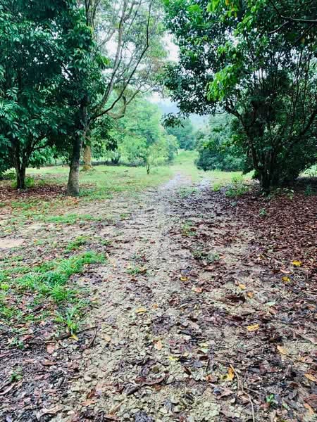 Agricultural Land for Sale in Serendah (Selangor) - Mohammad Omar - PropertyGuru.com.my
