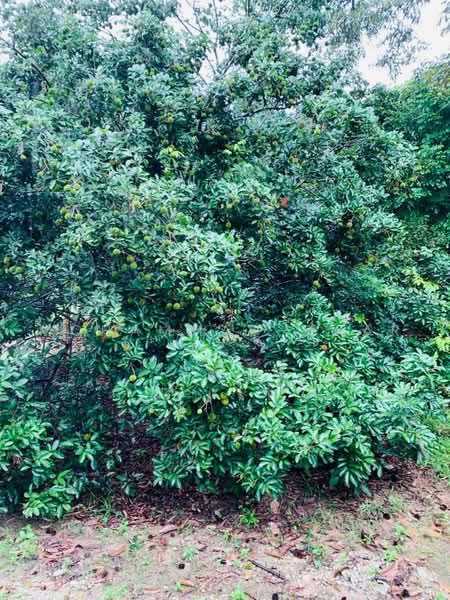 Agricultural Land for Sale in Serendah (Selangor) - Mohammad Omar - PropertyGuru.com.my
