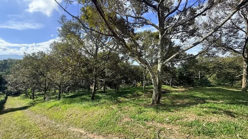Agricultural Land for Sale in Lenggeng (Negeri Sembilan) - Suzi Rahim - Garden - PropertyGuru.com.my
