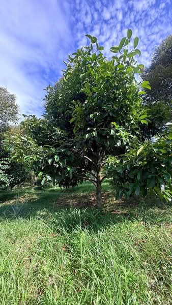 Agricultural Land for Sale in Lenggeng (Negeri Sembilan) - Suzi Rahim - Garden - PropertyGuru.com.my
