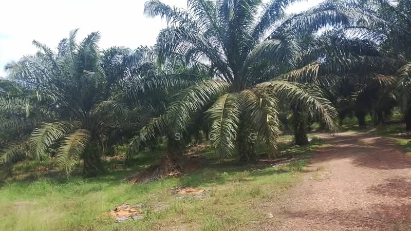 Agricultural Land for Sale in Yong Peng (Johor) - K S Ong - PropertyGuru.com.my