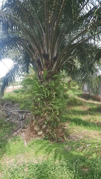 Agricultural Land for Sale in Yong Peng (Johor) - K S Ong - PropertyGuru.com.my